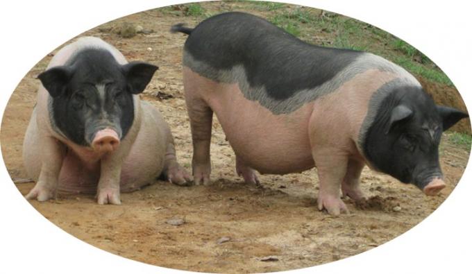 Voeding Aminozuur Zink Methionine Poeder Voederadditief 99% Zink Methionine 2