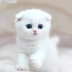 Multivitaminen Supplement Multifunctionele tabletten Katten en honden Natuurlijke immuunondersteuning en allergieverlichting voor honden 1