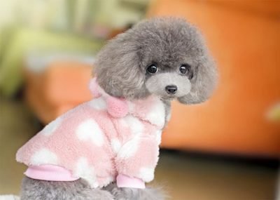 Multivitaminen Supplement Multifunctionele tabletten Katten en honden Natuurlijke immuunondersteuning en allergieverlichting voor honden 2