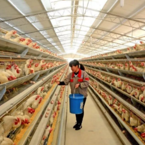 Latest company news about Hoe voerfabrikanten aminozuurchelaatmagnesium voor premixformuleringen evalueren